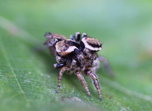 Evarcha falcata